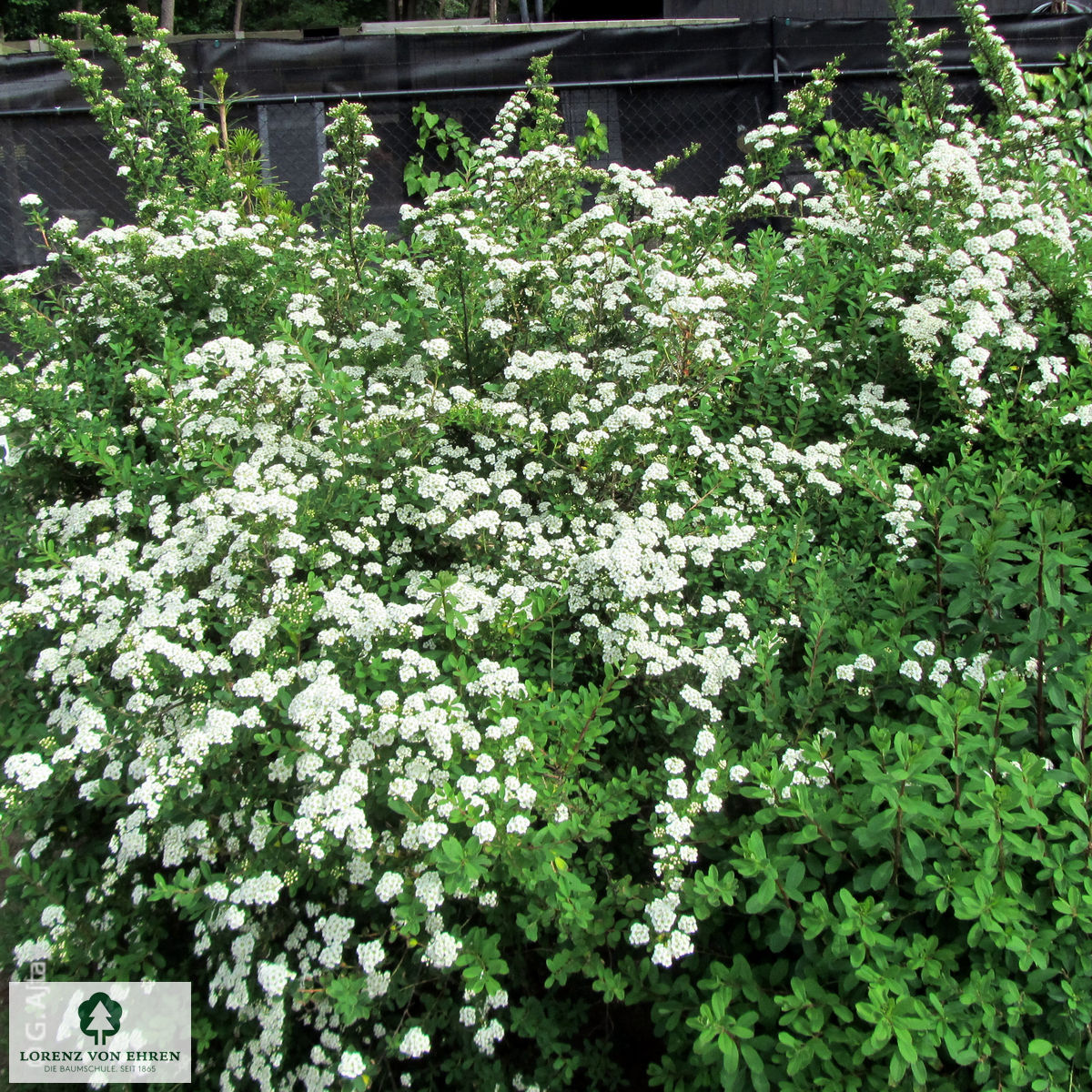 Spiraea nipponica 'Snowmound'