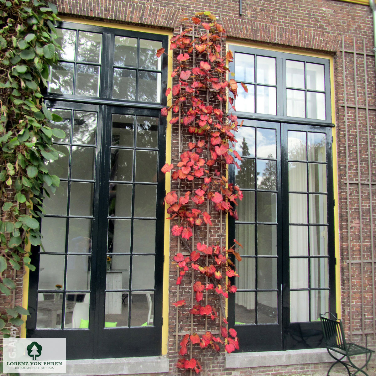 Vitis coignetiae
