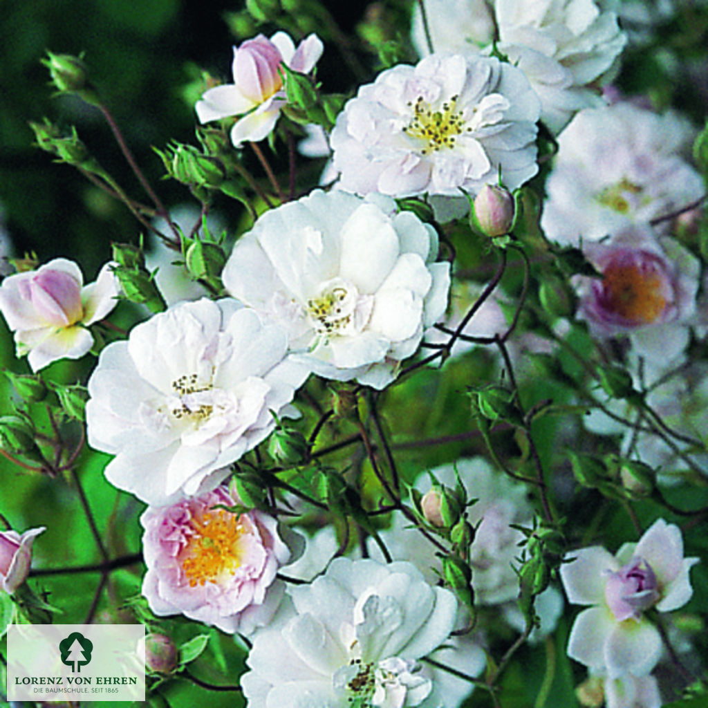 Rosa 'Paul's Himalayen Musk'