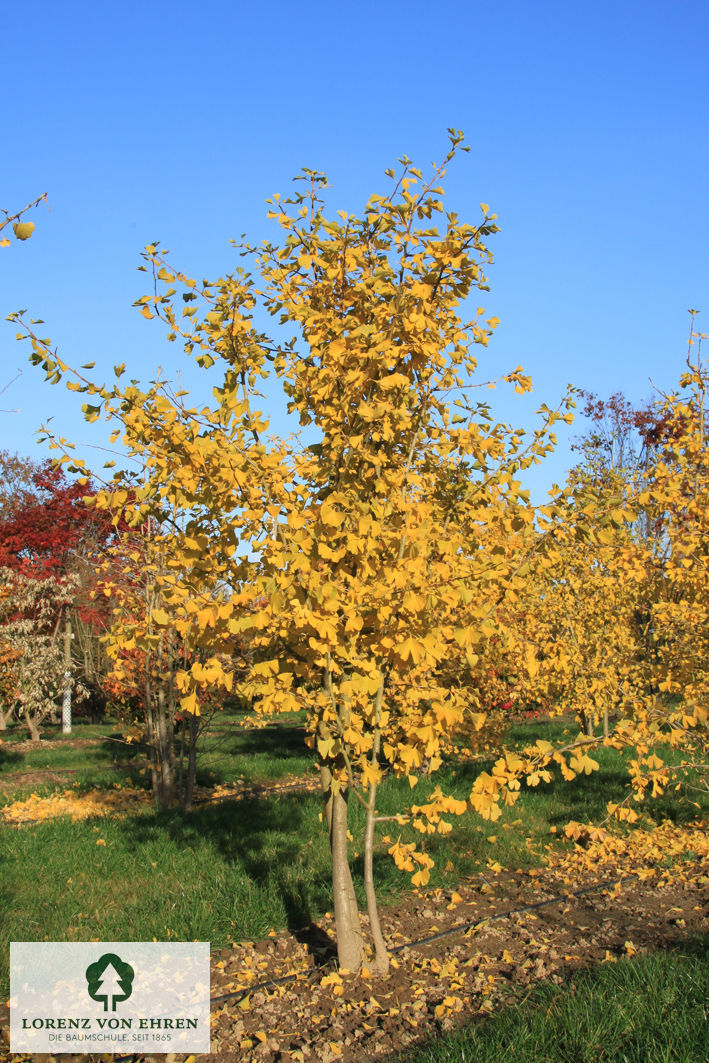 Fächerblattbaum im Herbst