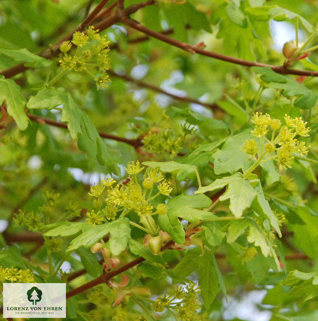 Acer campestre 'Nanum'