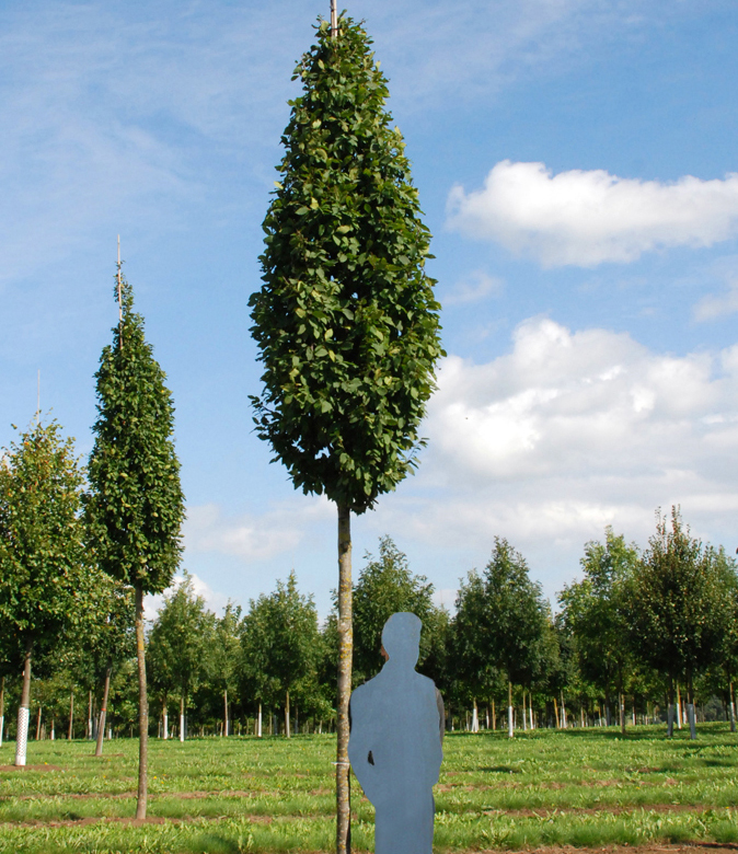 Carpinus betulus 'Frans Fontaine ' Junge Hainbuche Frans Fontaine