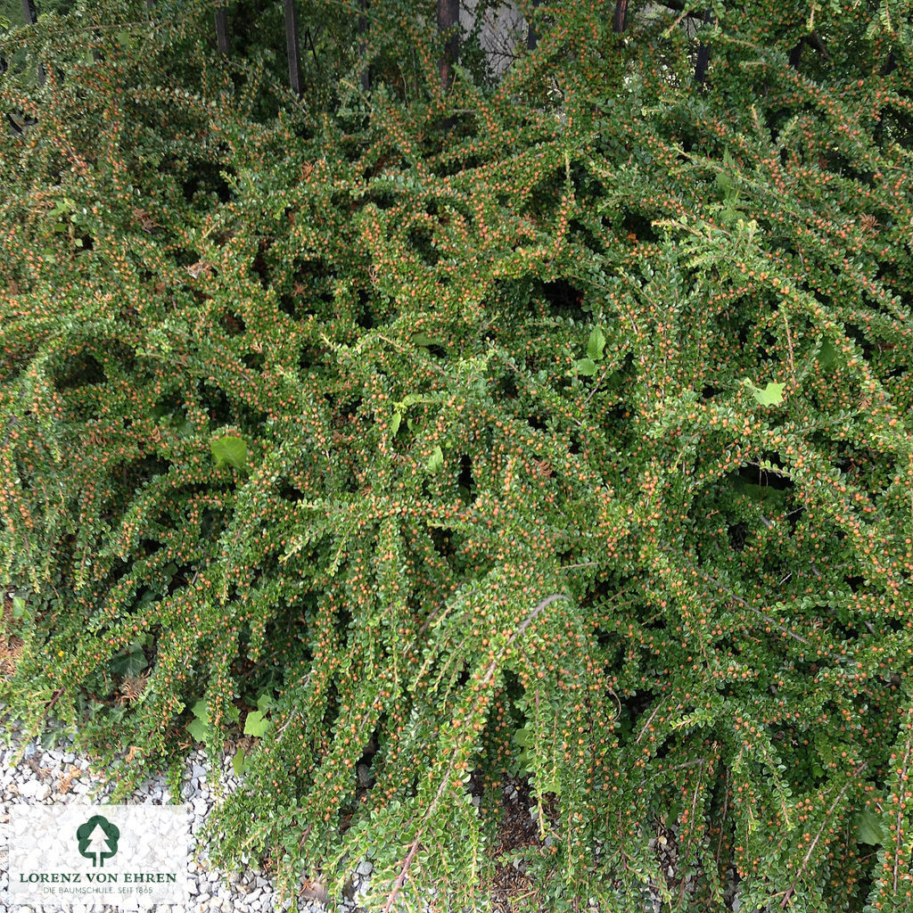 Cotoneaster horizontalis