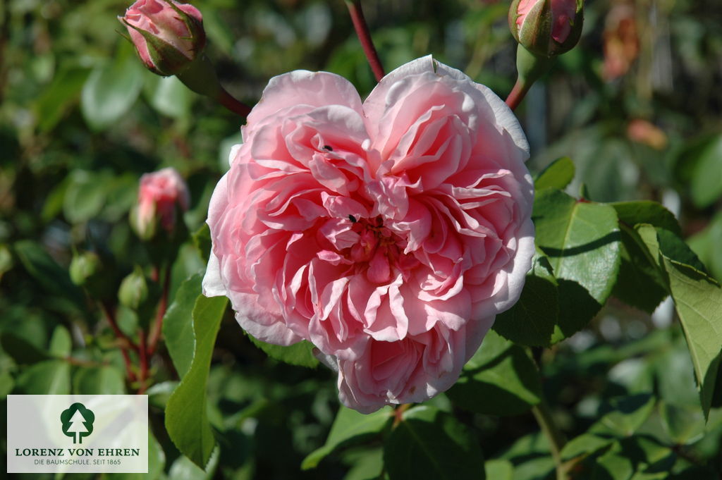 Rosa 'Cinderella'