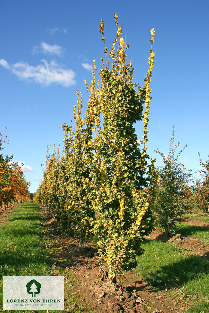 Ulmus hollandica 'Wredei'