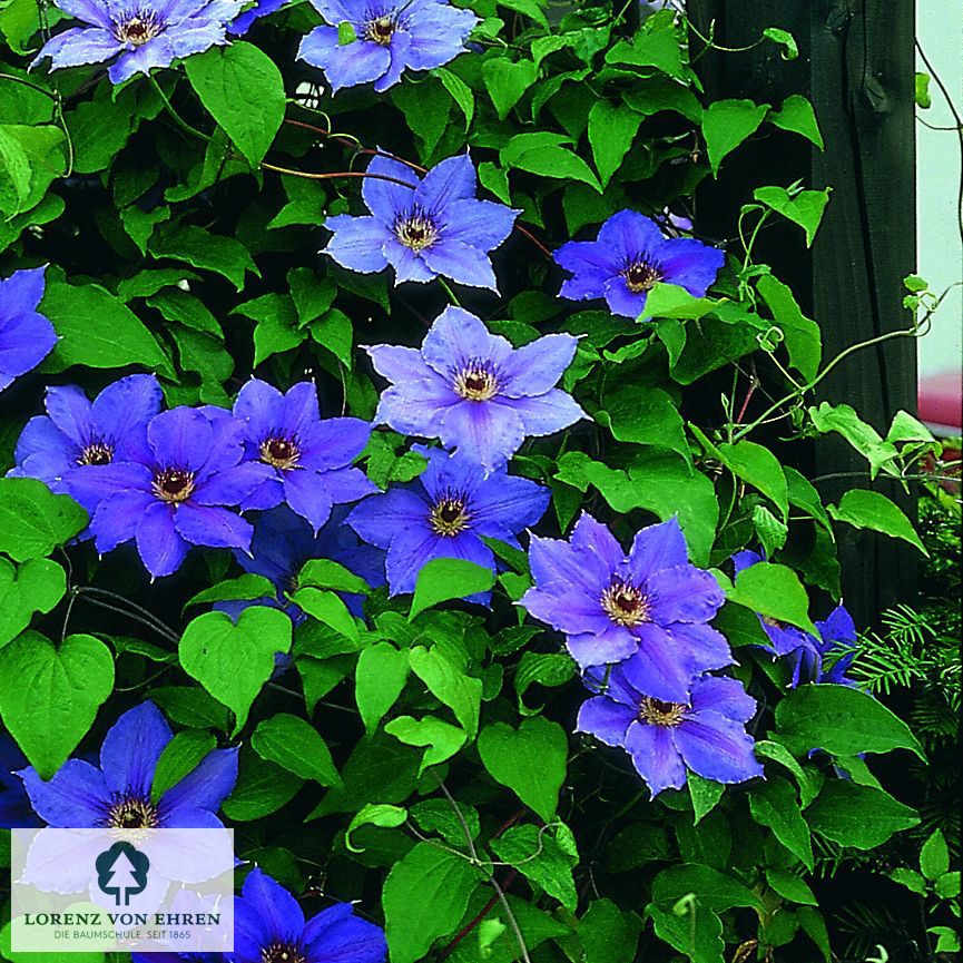 Clematis 'Hybrida Sieboldii'