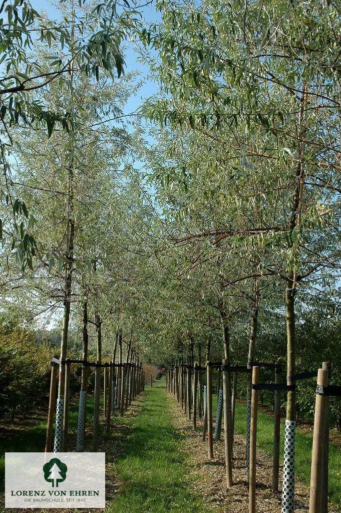 Elaeagnus angustifolia