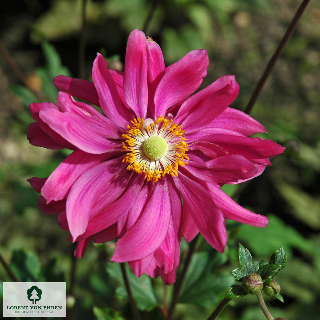 Anemone japonica 'Bressingham Glow'