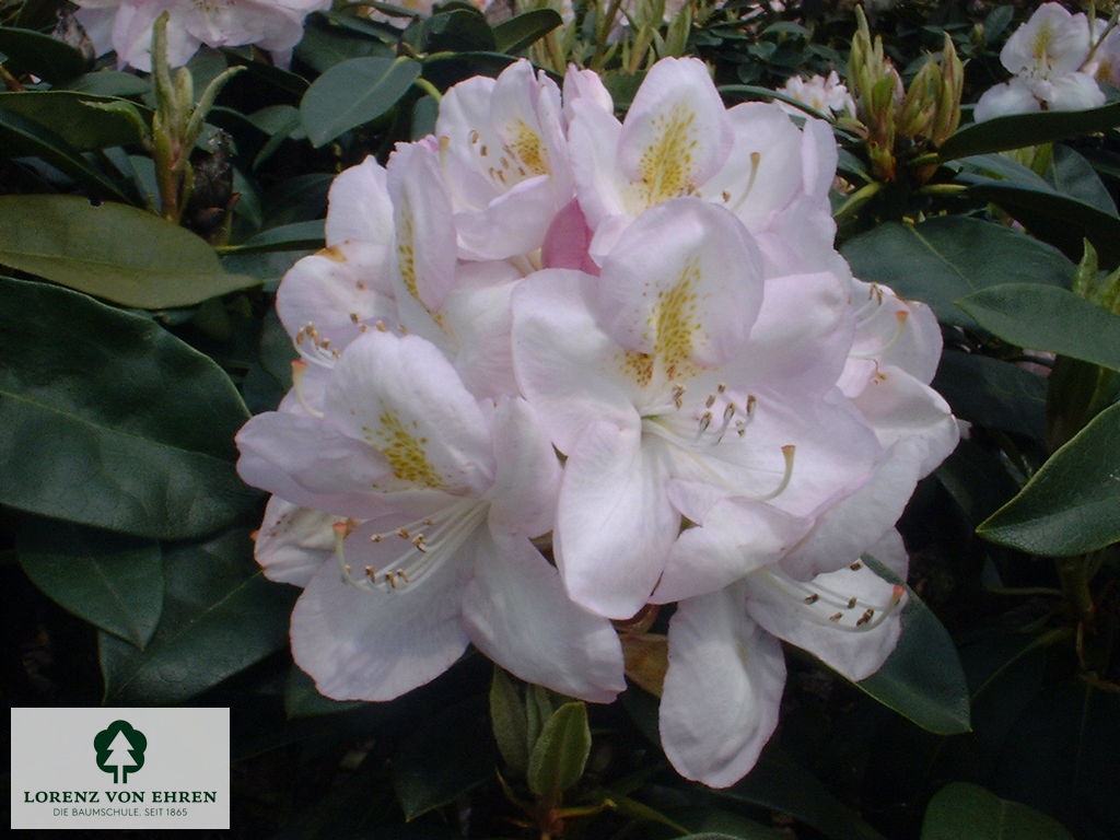 Rhododendron Hybride 'Gomer Waterer'