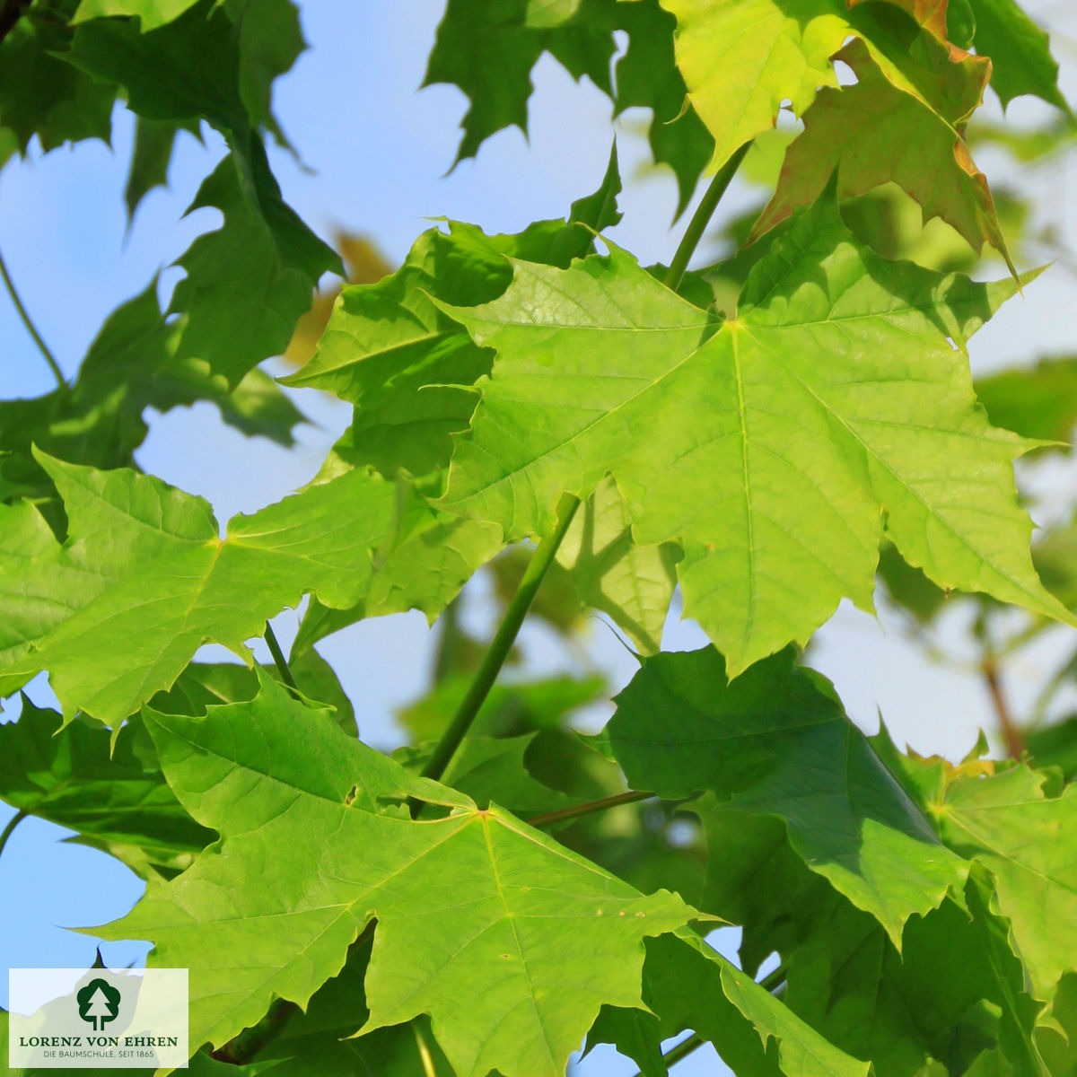 Acer platanoides 'Cleveland'