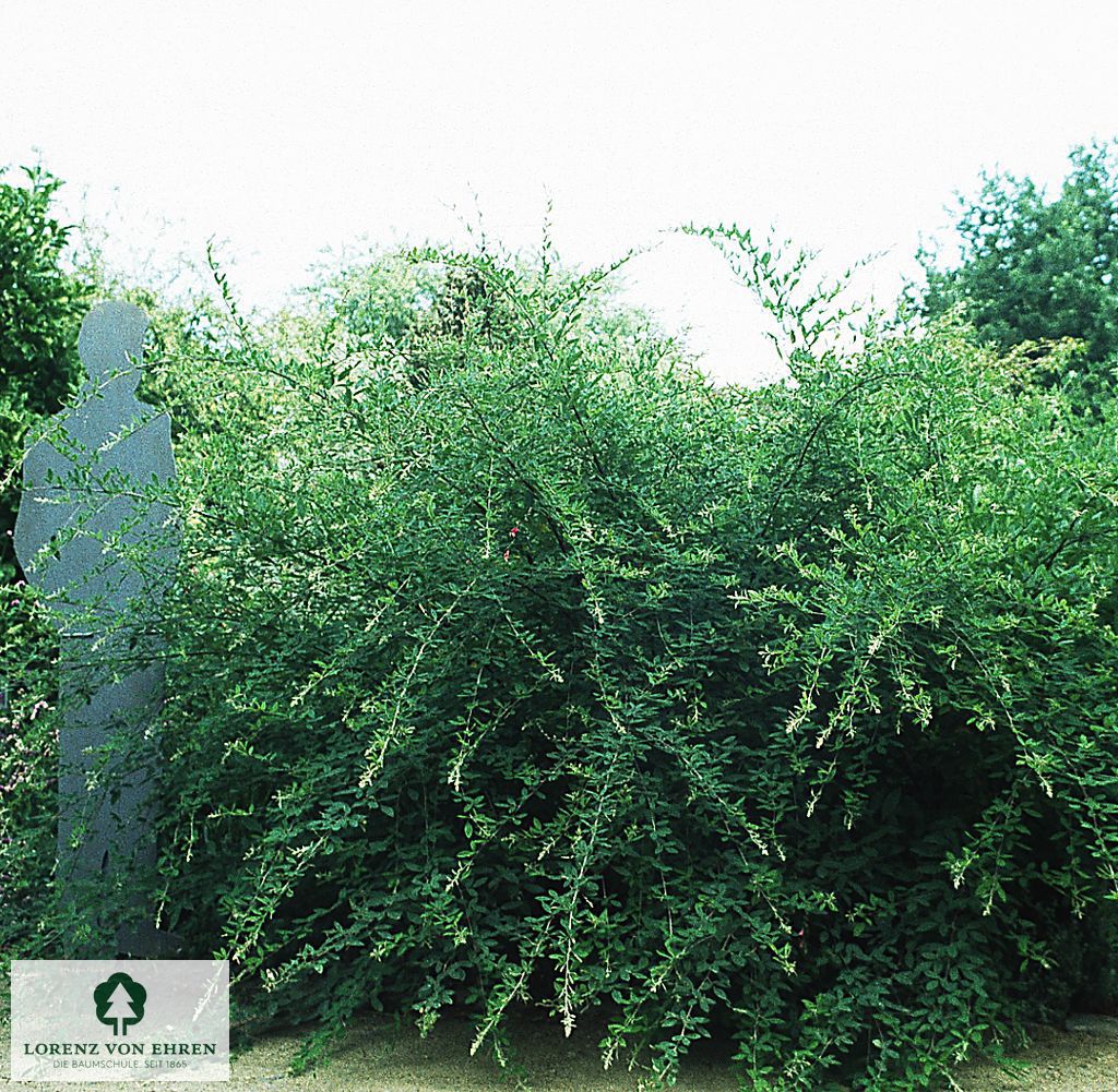 Lespedeza thunbergii