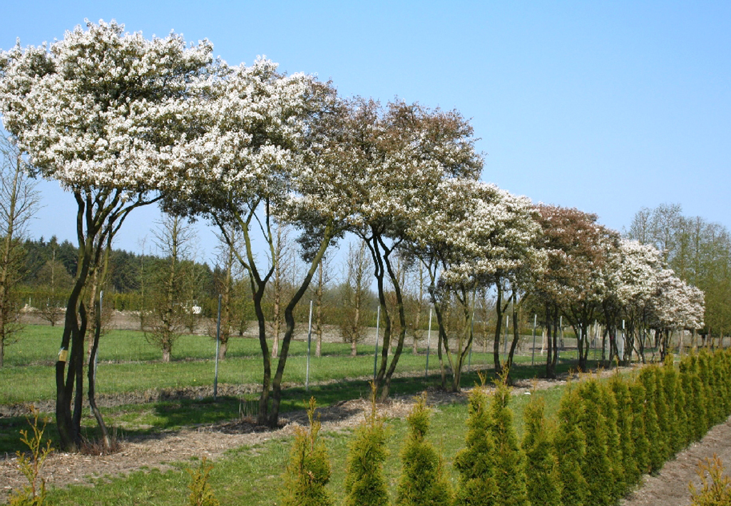Schirme weißblühender Felsenbirne