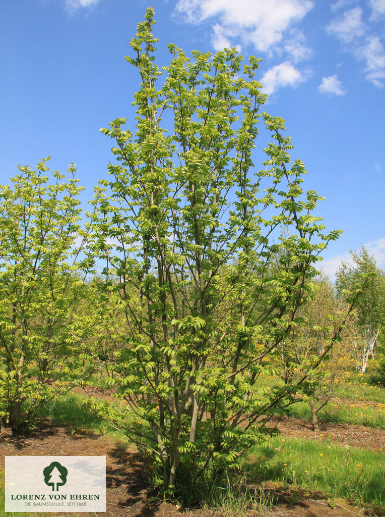 Pterocarya fraxinifolia