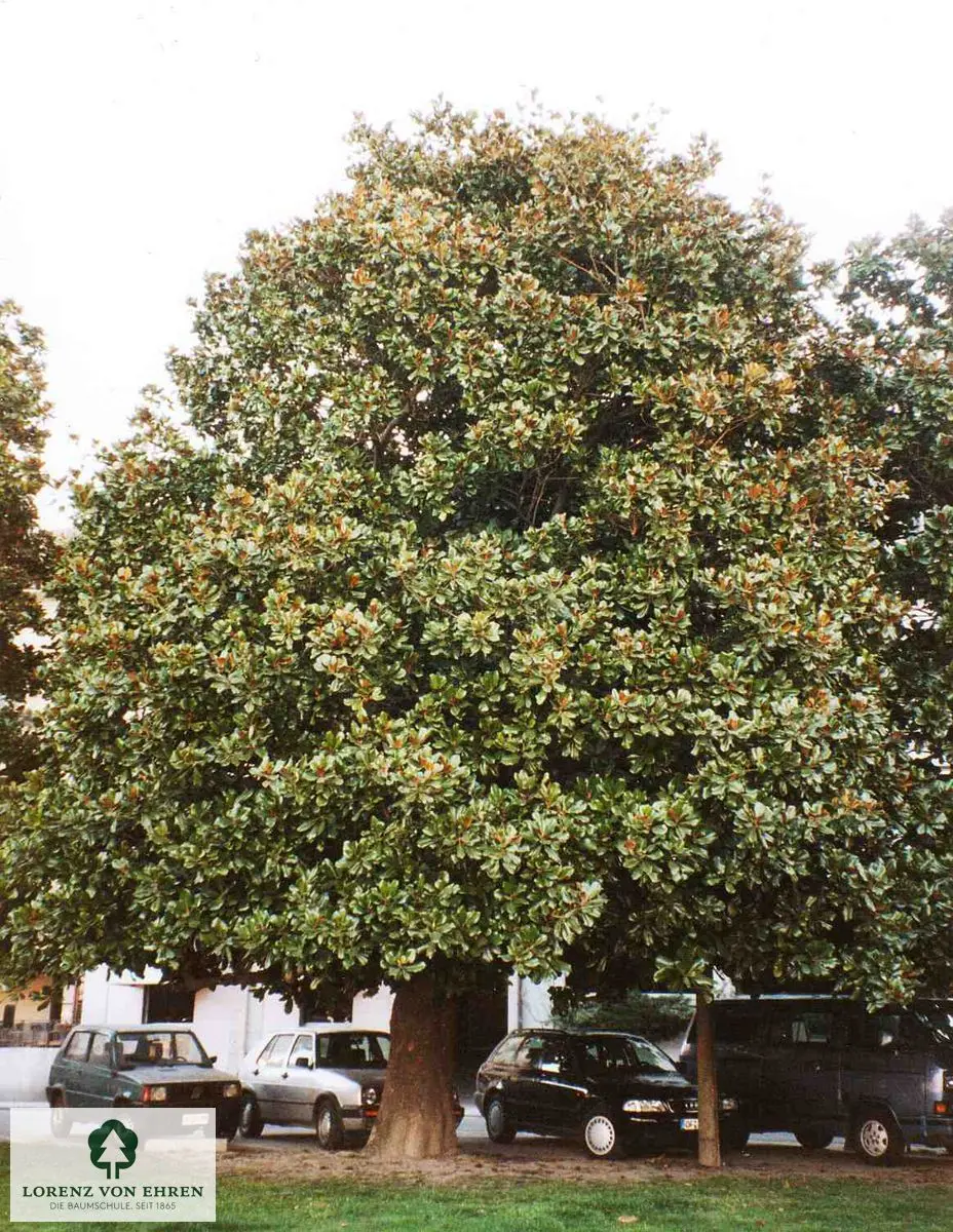 Magnolia grandiflora 'Galissoniere'