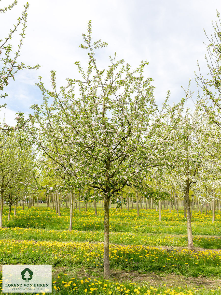 Malus domestica 'Jonagold'