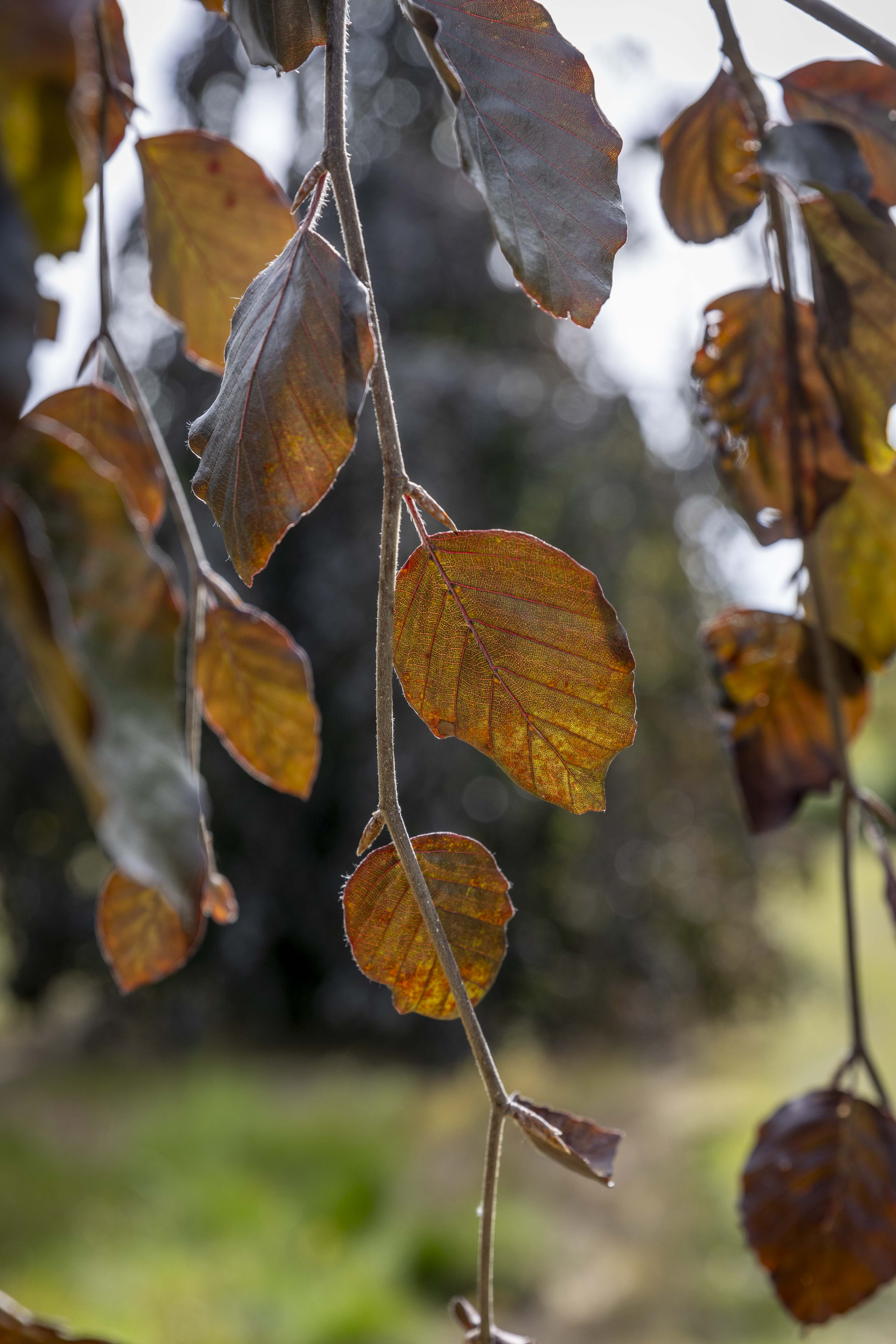 Fagus sylvatica 'Purpurea Pendula' Unikat