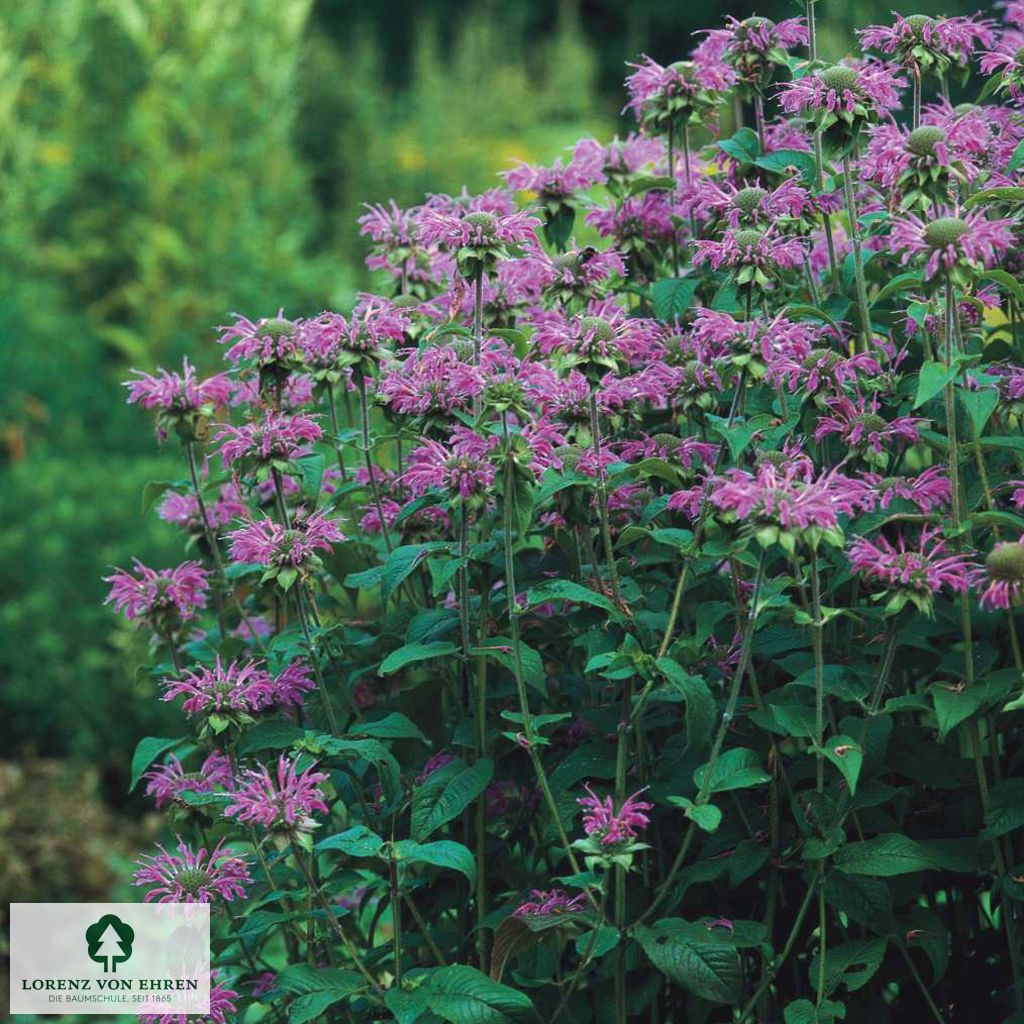 Monarda fistulosa 'Croftway Pink'