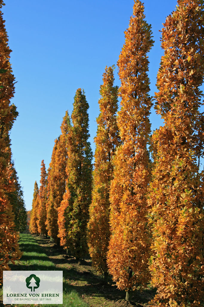 Quercus robur 'Fastigiata Koster'