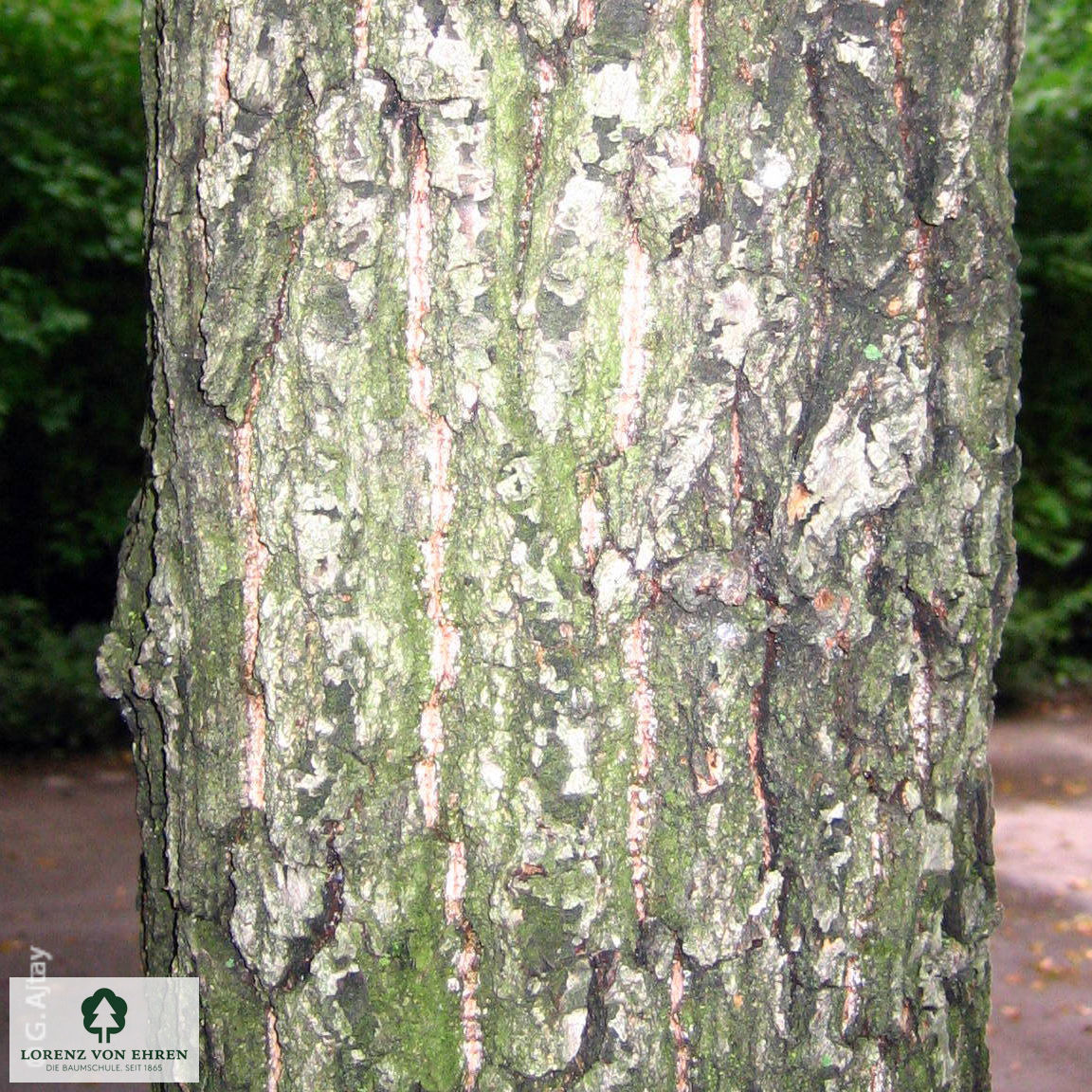 Quercus petraea