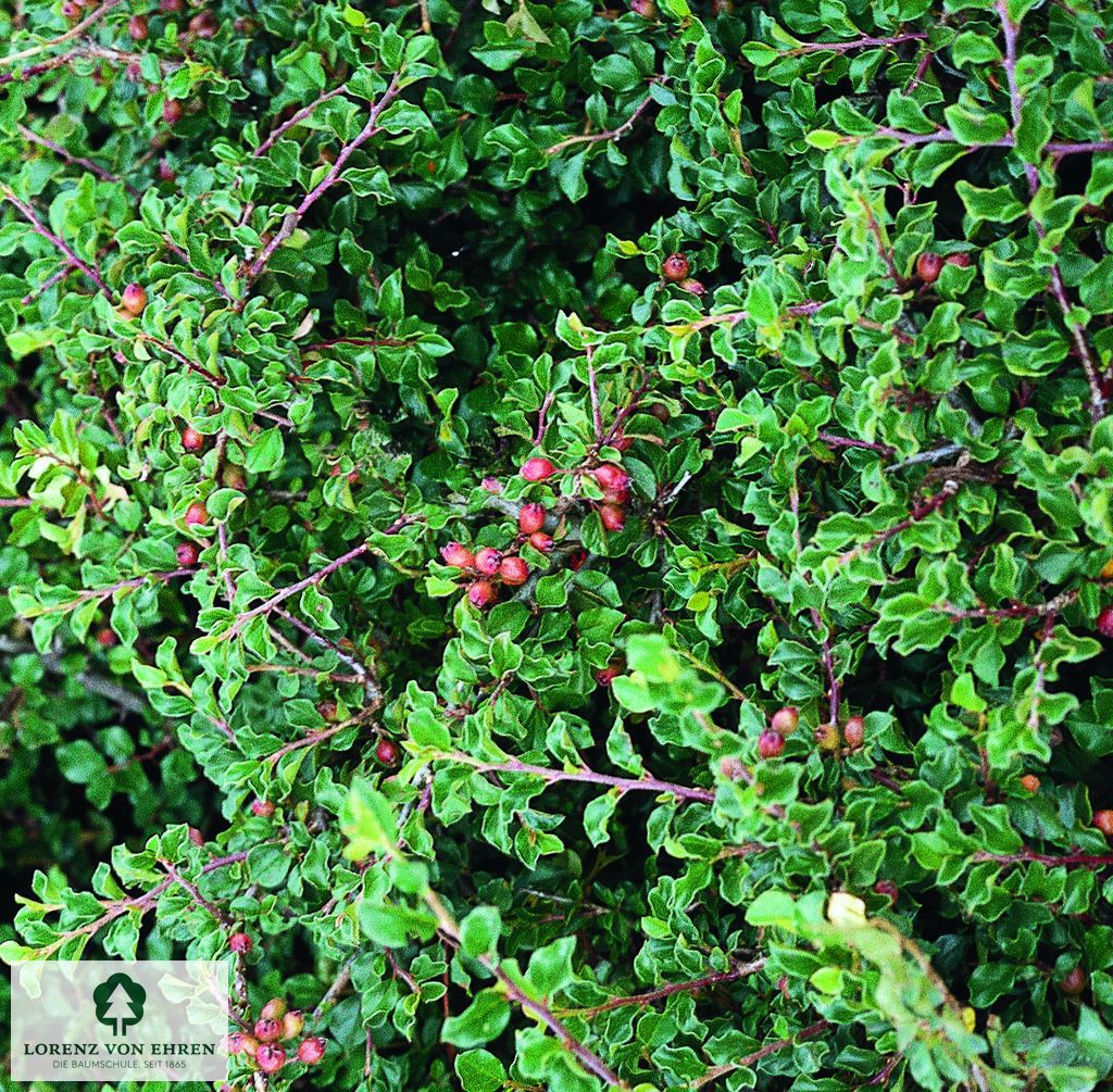 Cotoneaster praecox