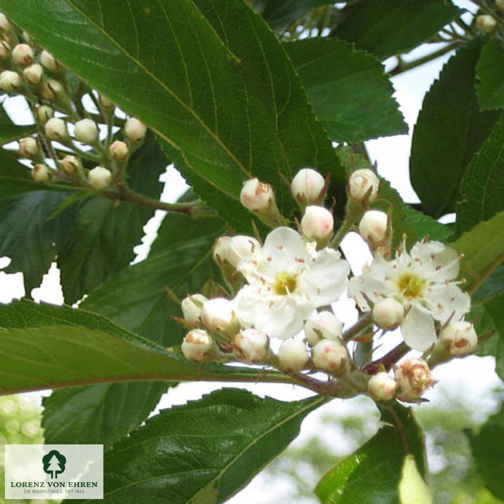 Crataegus prunifolia