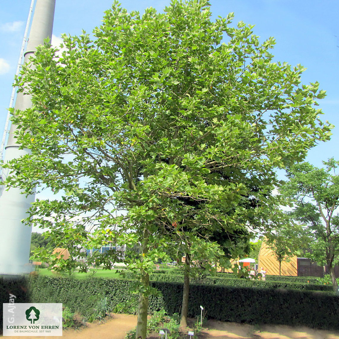 Platanus acerifolia 'Alphen's Globe'