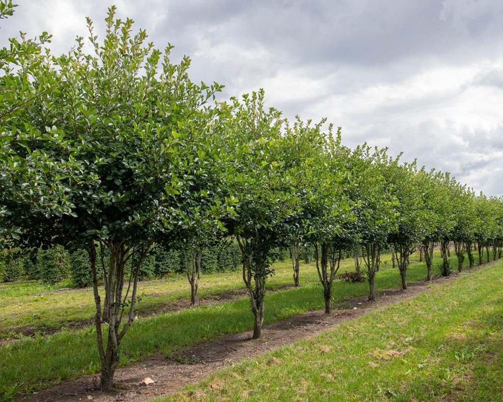 SChirm Crataegus prunifolia WEißdorn als Schirm geschnitten in Reihe