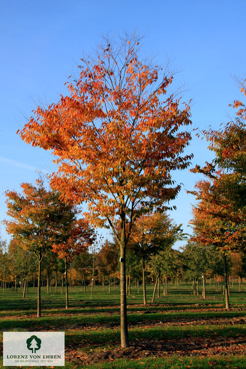 Zelkova serrata