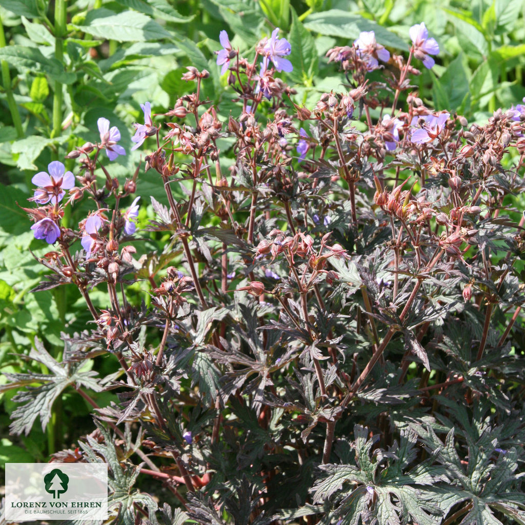 Geranium pratense 'Hocus Pocus'