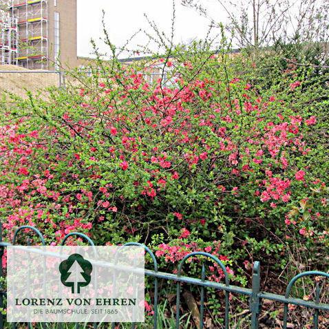 Chaenomeles 'Pink Lady'