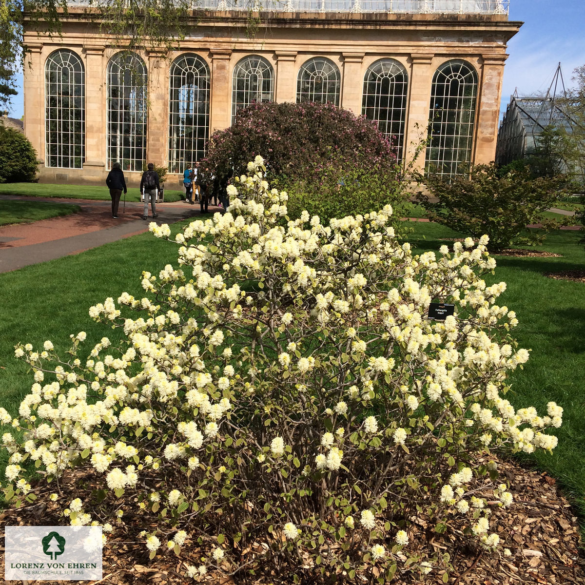 Fothergilla gardenii