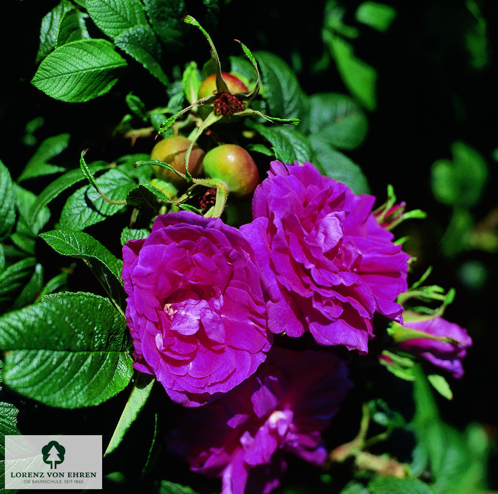 Rosa rugosa 'Hansa'