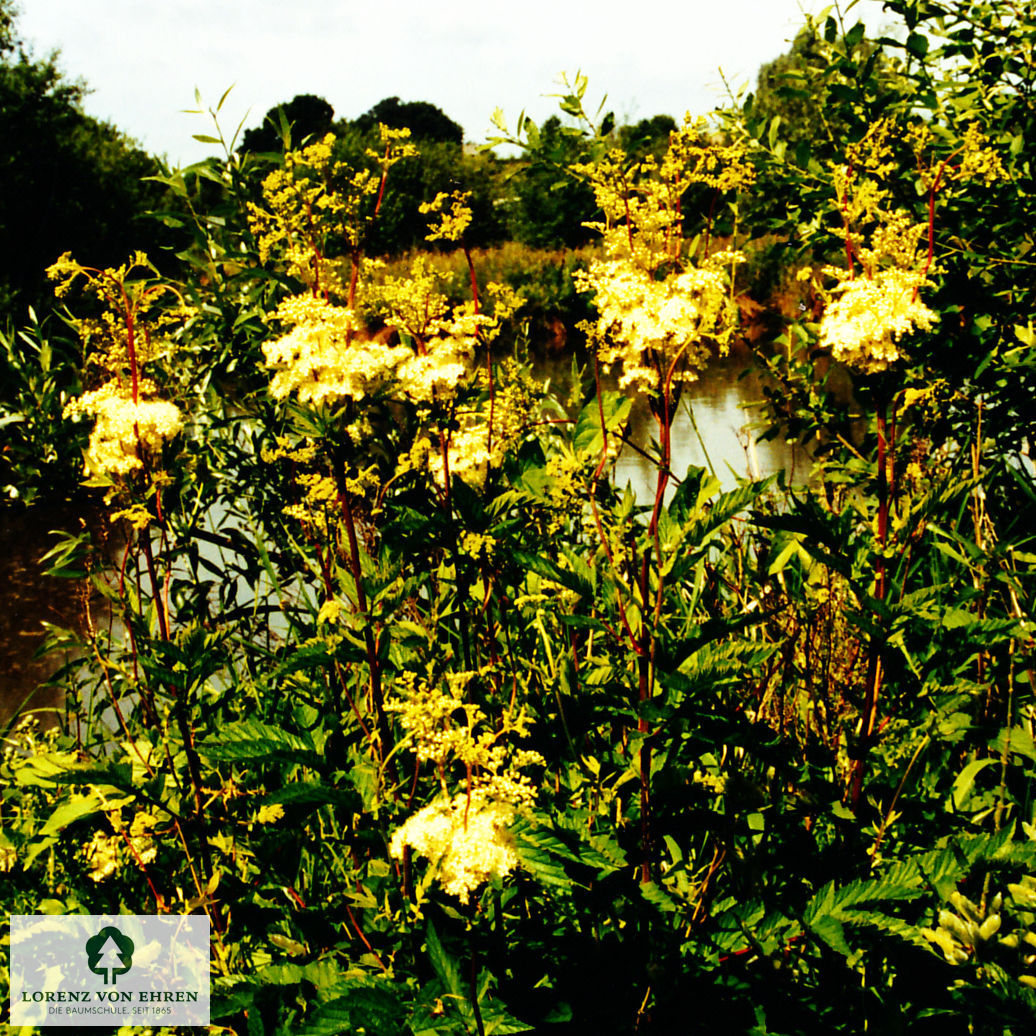 Filipendula ulmaria