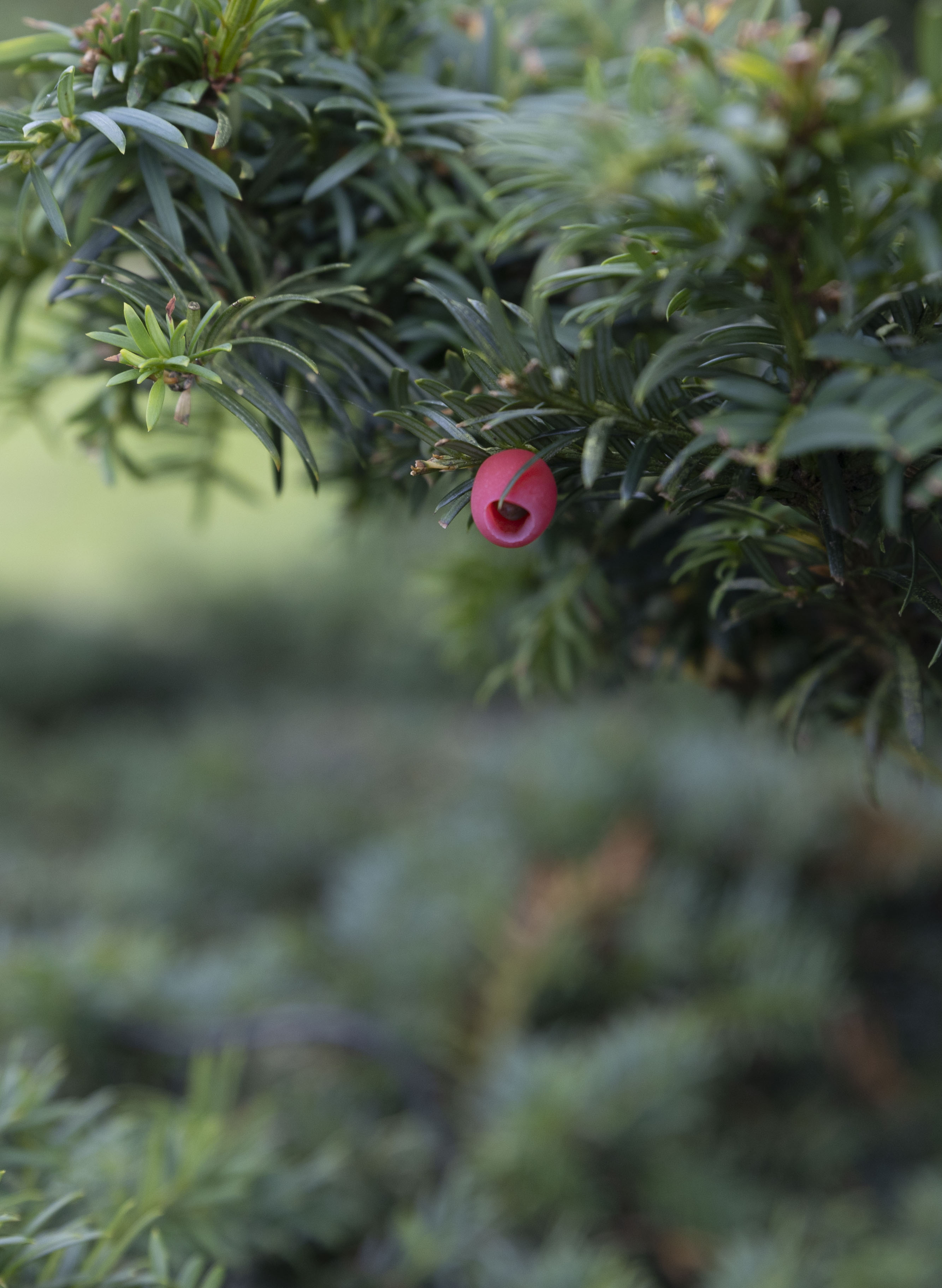 Taxus baccata Bonsai 