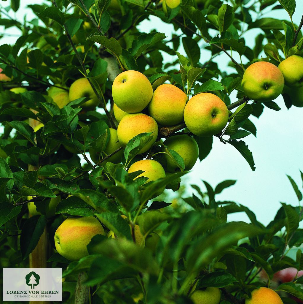 Malus domestica 'Golden Delicious'