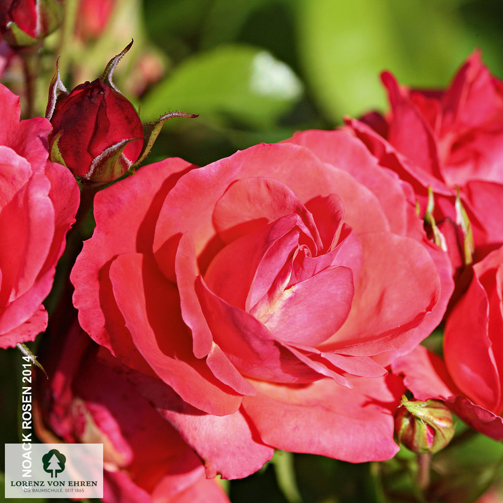 Rosa 'Lichtblick'
