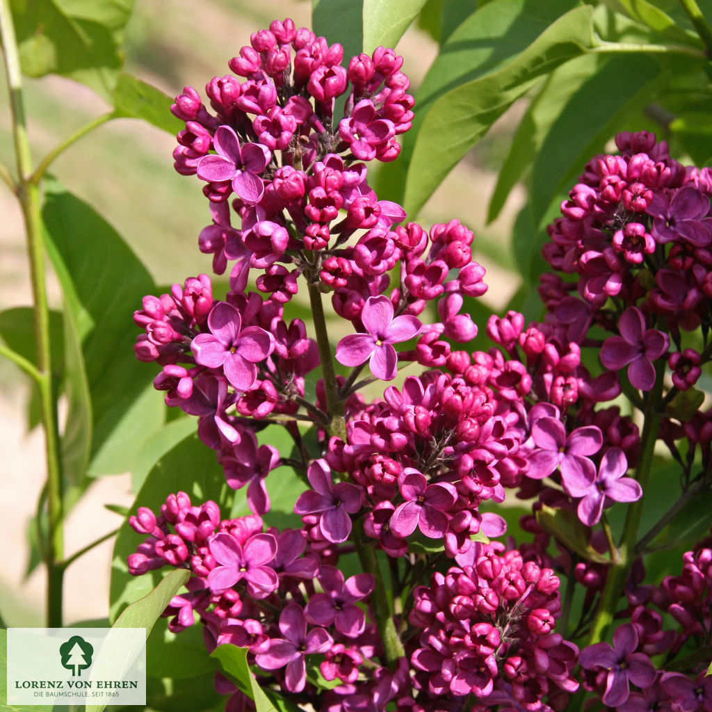 Syringa vulgaris 'Andenken an Ludwig Späth'