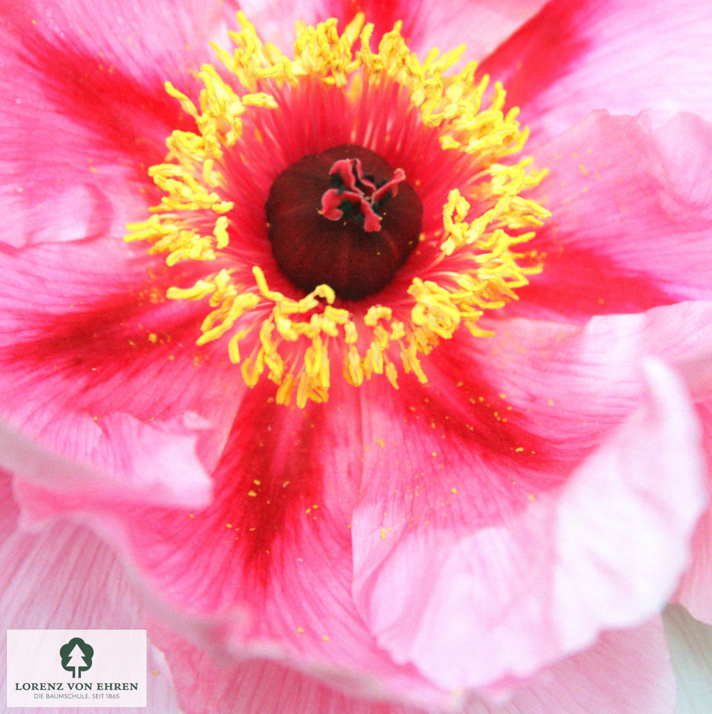 Paeonia suffruticosa 'Blanche de His'