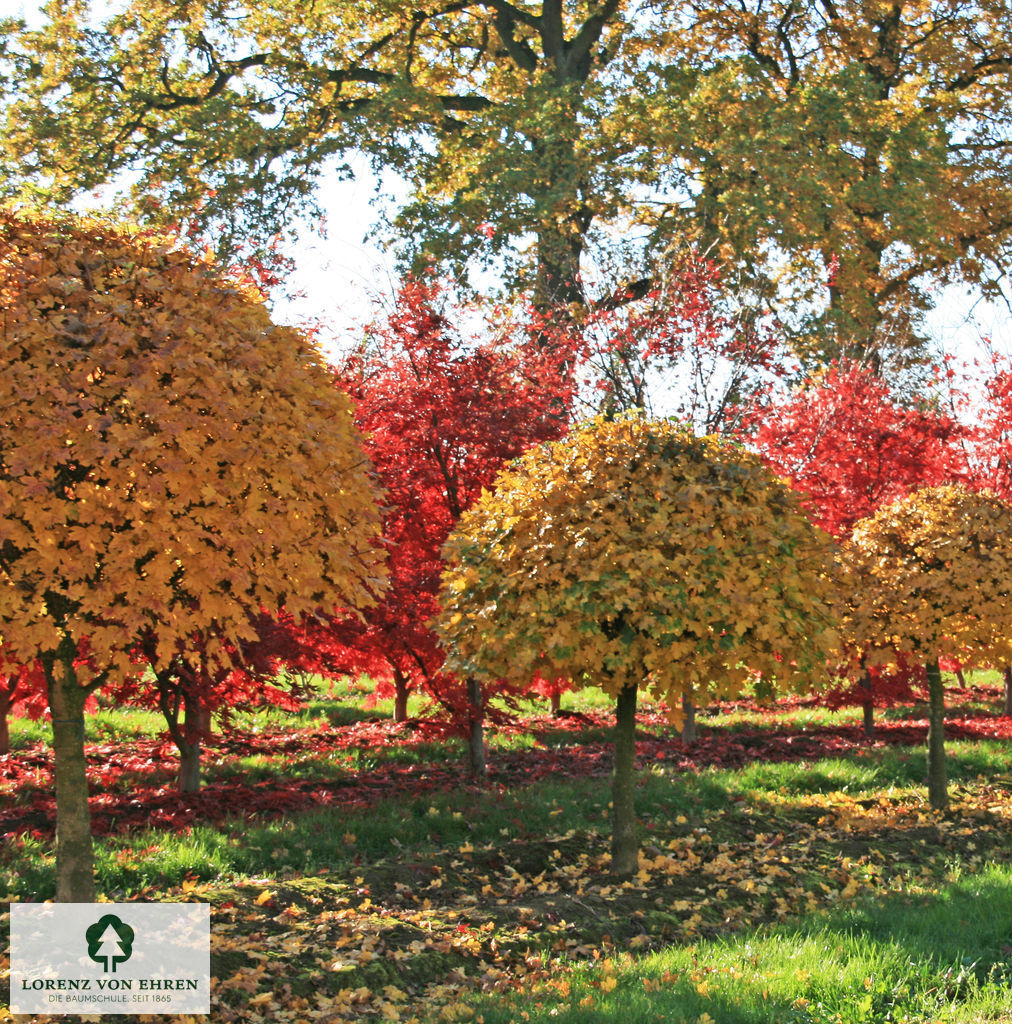 Acer campestre Halbkugel auf Stamm