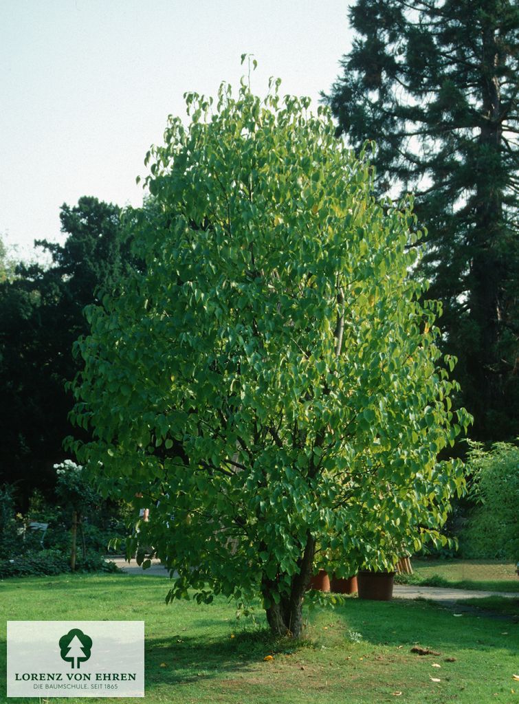 Davidia involucrata vilmoriniana