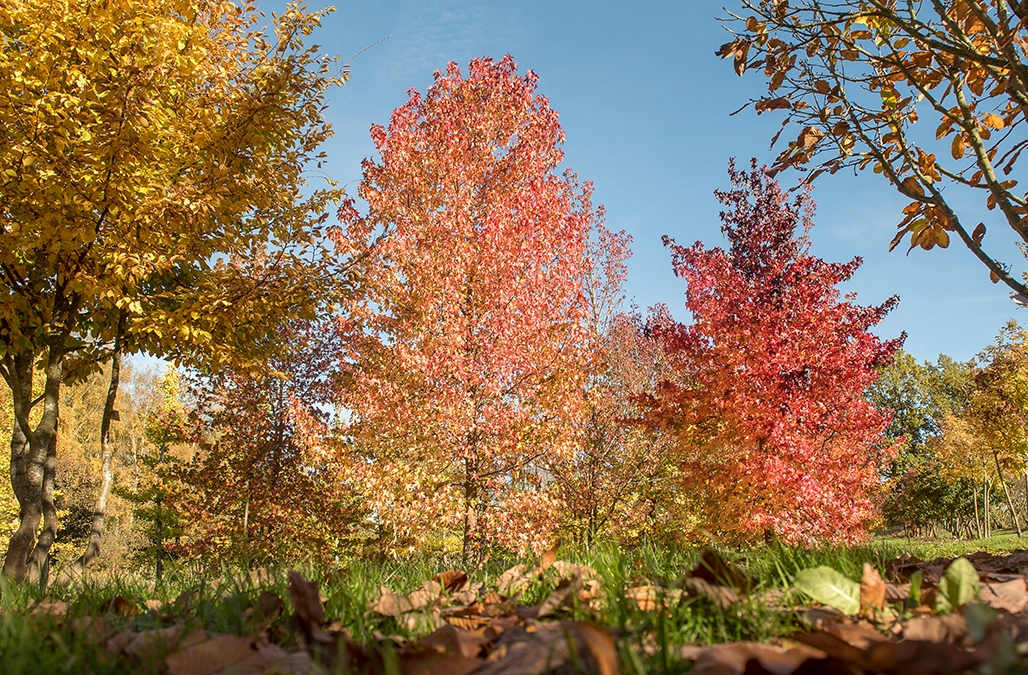 Amberbäume strahlen orange indien Summer 