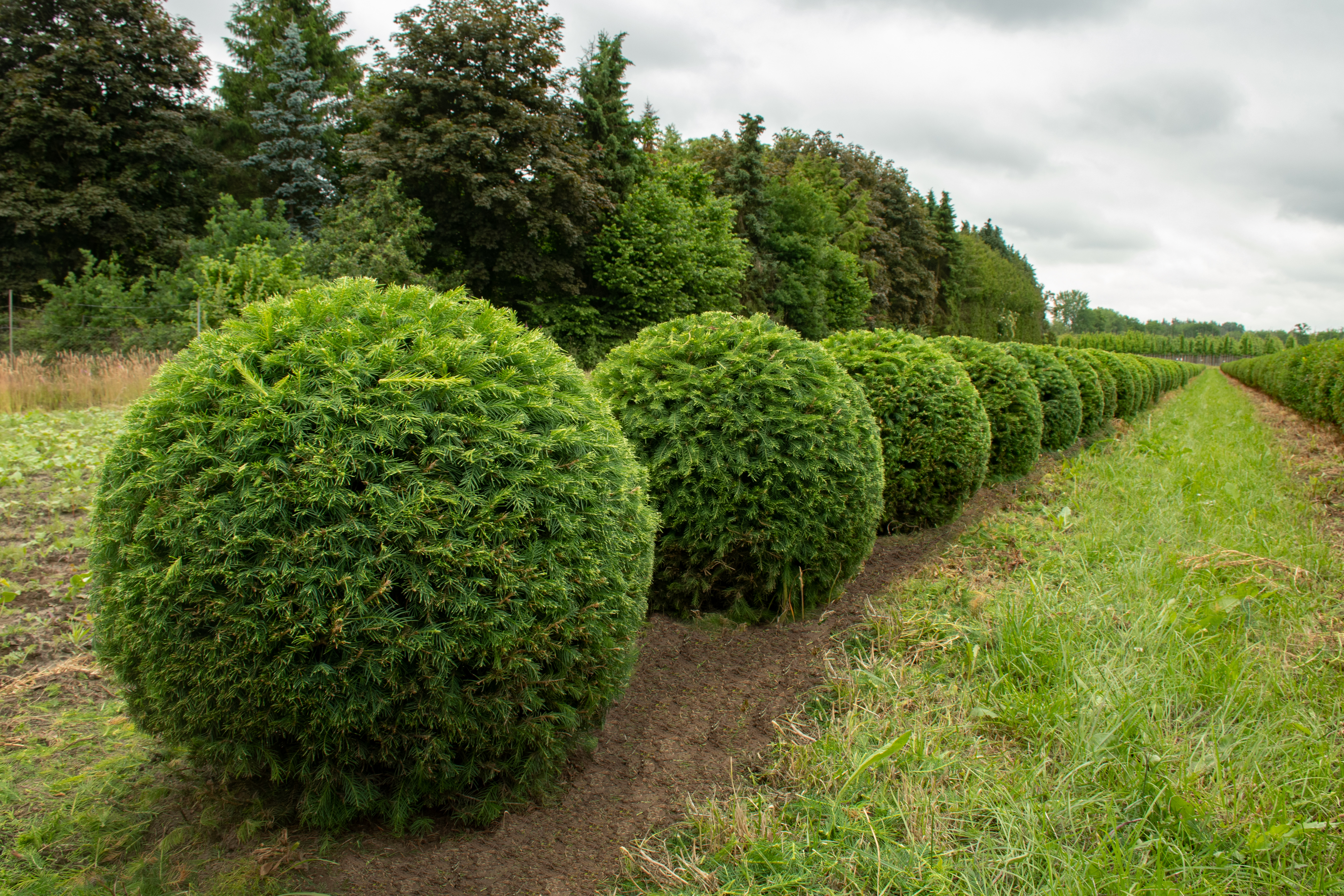 Kugelbaum