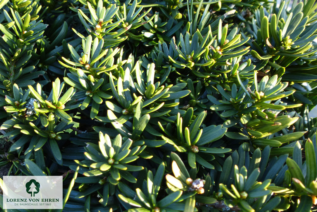 Taxus cuspidata nana