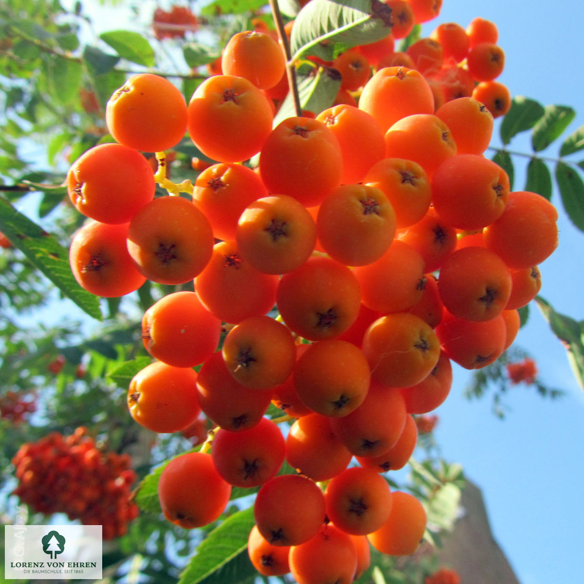 Sorbus aucuparia