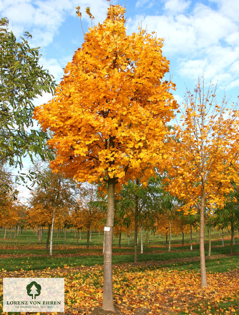 Acer platanoides 'Columnare'