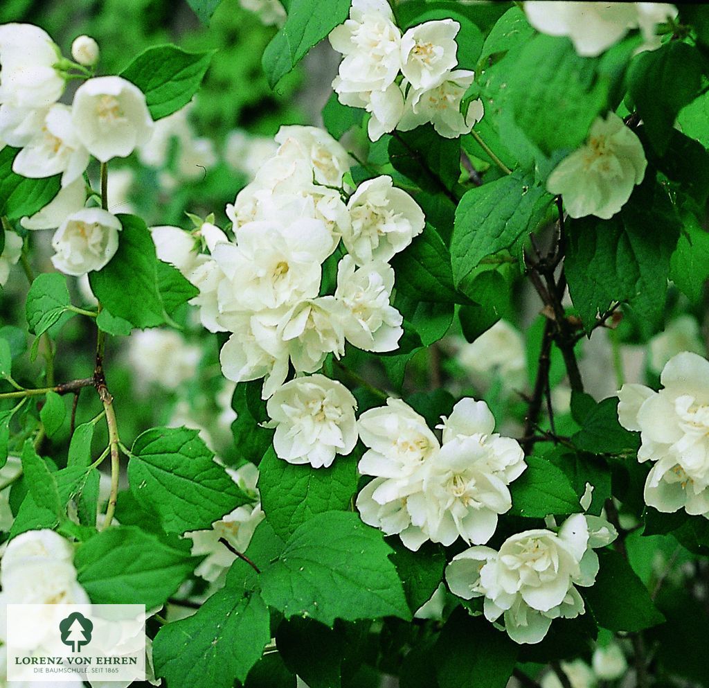 Philadelphus 'Virginal'