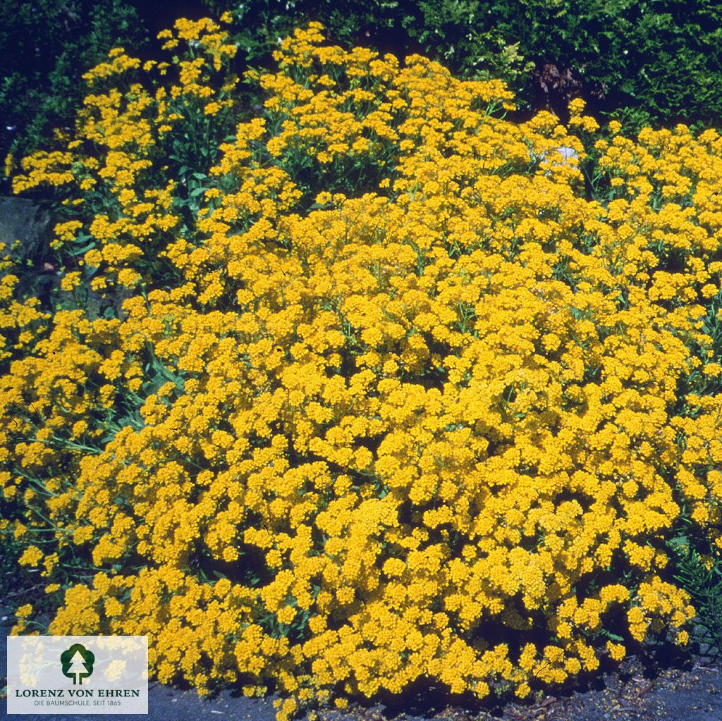 Alyssum saxatile 'Compactum'