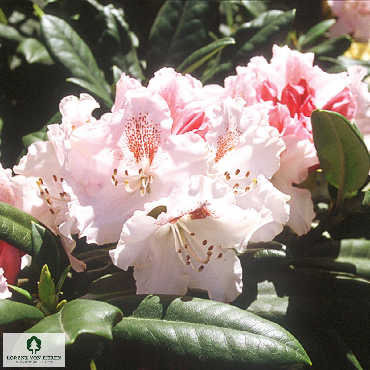 Rhododendron yakushimanum 'Ballkönigin'