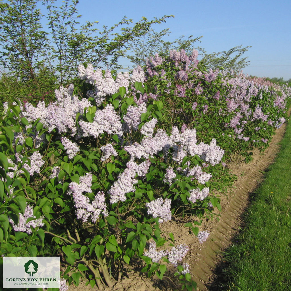 Syringa vulgaris