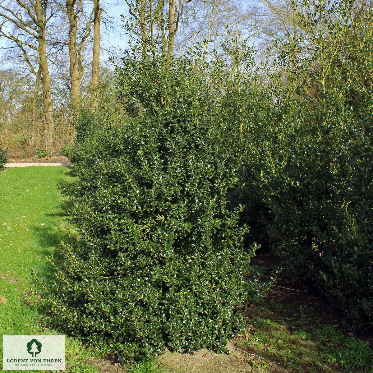 Ilex aquifolium Alaska Baumschule LvE
